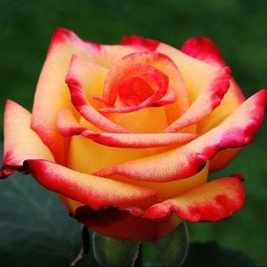 Meet your Posher, Rose